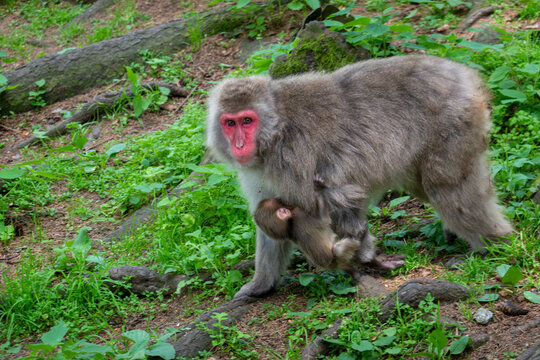 Japanese macaque mother and baby . Japanische Makakenmutter mit Baby