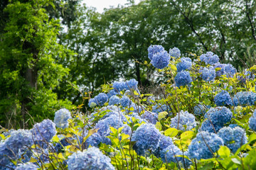 初夏の紫陽花
