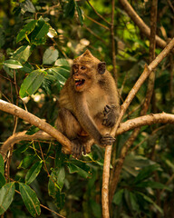 A macaque monkey with an aggressive facial expression. He grins. He's sitting on a branch.