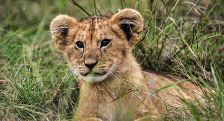 Obraz na płótnie Canvas Portrait of a lion cub resting in the grass