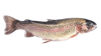 Fish trout on white background isolated