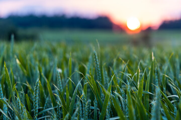 Close-up of unripe wheat in a wide field against the backdrop of a sunset sky