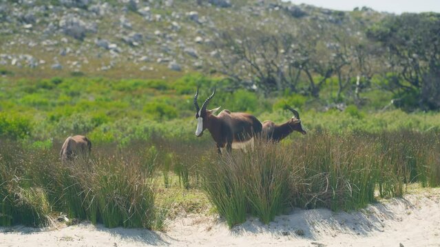 three bontebok antelopes in grass with mountain and trees in background at beach at cape point national park