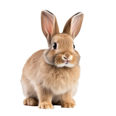 Whole body of cute rabbit isolated on transparent background. Generative AI.