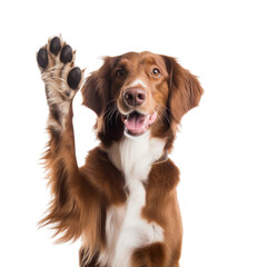 border collie giving high five isolated on white - obrazy, fototapety, plakaty
