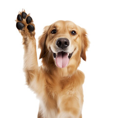 golden retriever giving high five isolated on white