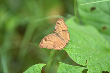 A selective focus shot of a Junonia iphita butterfly perched on a green leaf
