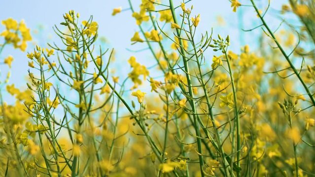 Yellow flowers blossom rapeseed canola agriculture field slow motion. Work in agronomic farm for business and production organic food