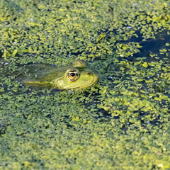 A close-up of a green frog partially submerged in water covered with duckweed. The frog's head and eyes are visible as it blends into the green aquatic environment.