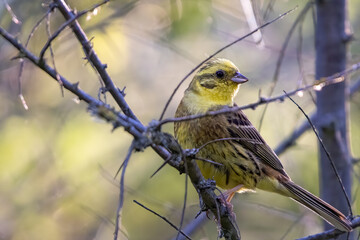 A small yellow bird perched on a branch in a forested area, surrounded by a soft, blurred background.