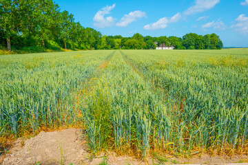 Cereal plant growing in an agricultural field in the countryside in bright sunlight under a blue sky in summer, Almere, Flevoland,the Netherlands, June, 2023