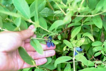 Hand picks blue berries. Honeysuckle branch with blue ripe berries.