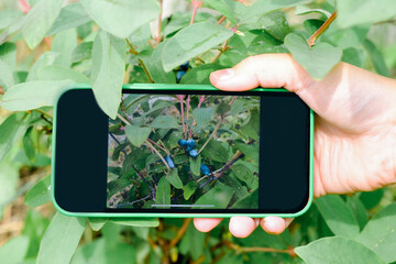 Technology Smart Farming and Innovation Agricultural Concepts. Honeysuckle branch with blue ripe...