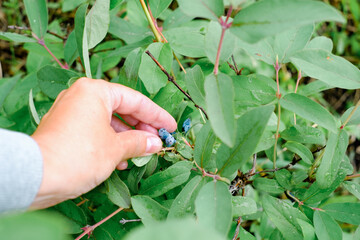 Hand picks blue berries. Honeysuckle branch with blue ripe berries.