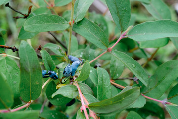 Honeysuckle branch with blue ripe berries.