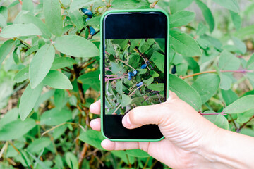 Technology Smart Farming and Innovation Agricultural Concepts. Honeysuckle branch with blue ripe...