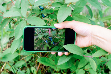 Technology Smart Farming and Innovation Agricultural Concepts. Honeysuckle branch with blue ripe...