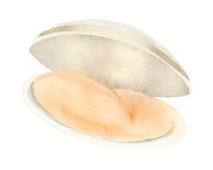 Sea shell watercolor illustration