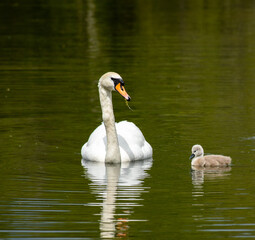 Swan and cygnet