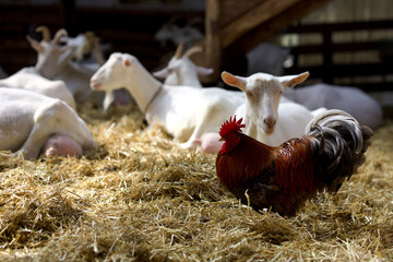 Goats at the farm near Amsterdam, The Netherlands. Farm livestock farming for the industrial production of goat milk dairy products. 