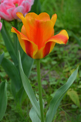 Naklejka premium Red and yellow striped tulip ' El Nino' blooms in the spring garden. Gardening, planting, growing tulips concept .Free copy space
