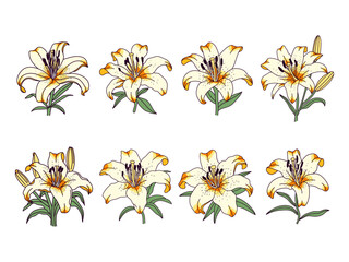 Set of lilies, for your designs, hand drawn, isolated on white background