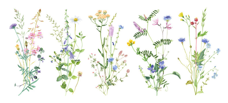 Watercolor wildflowers bouquets set. Delicate meadow herbs arrangements. Easy to use in your design projects