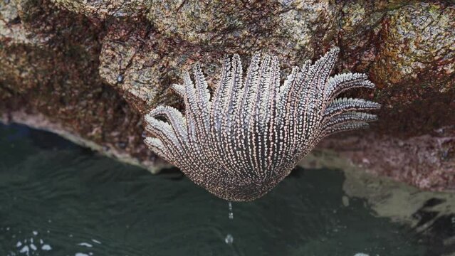 heliaster helianthus, sun star starfish, hanging on a rock surface at the paracas national reserve along the coastline of the pacific ocean in Peru.