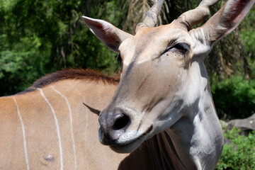 large common eland or antelope at Taman Safari Indonesia. Tourists can feed various types of animals at Safari Park Indonesia