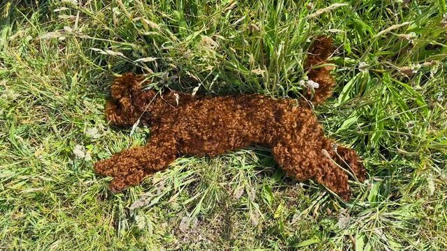 Red toy poodle lying in green grass, slow motion. Happy dog resting outside

