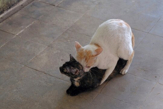 Stray cats whose bodies are full of fungus and neglected are mating.