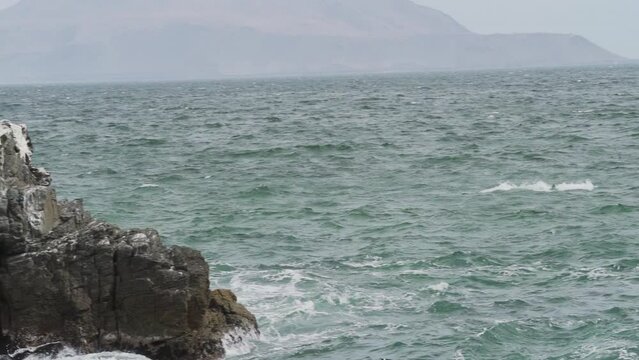 Brown pelican sitting on a rock, Paracas national reserve.