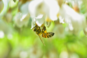 エゴノキの花で吸蜜するミツバチ © K.Imai