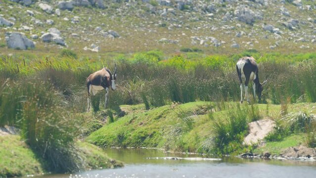 Two bontebok antilopes grazing at stream at cape point national park