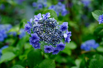 紫陽花
