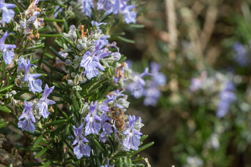 Bee pollinating rosemary flowers in a garden - 615725546