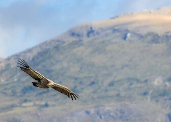 Griffon vulture in Canyon of Verdon River (Verdon Gorge) in Provence, France