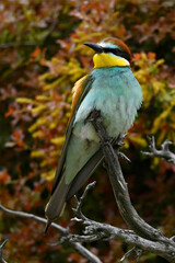 European bee-eater // Bienenfresser (Merops apiaster) - Greece