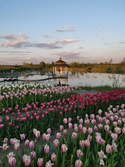 Tulip fields and a beautiful gazebo in the middle of the pond