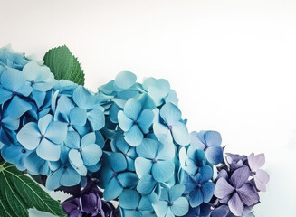 Blue Hydrangea or hortensia watercolor illustration. Flower blossom  painting background with place for text. Greeting card, wedding invitation. Botanical design. Generative ai