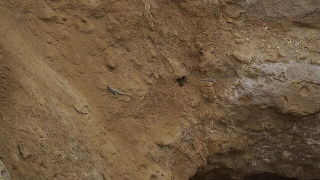two lizards crawling over a rock surface of the paracas national reserve along the coastline of the pacific ocean in Peru, South America.