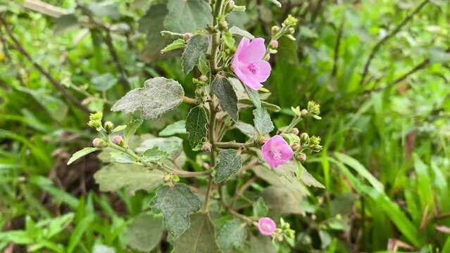 wild flower urena lobata, a beautiful flower that blooms in the middle of the bush. Pink Flower of Caesarweed or Congo jute