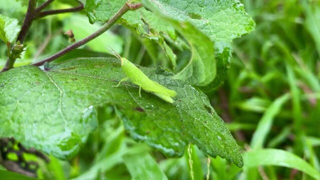 green grasshopper on wet leaves