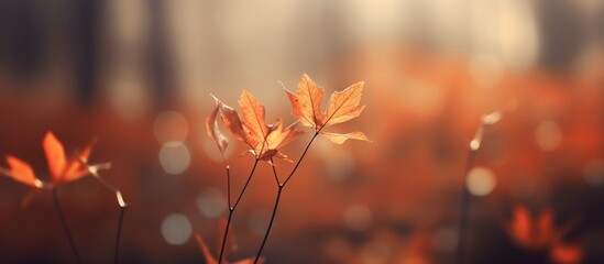 Beautiful autumn leaves on blurred background