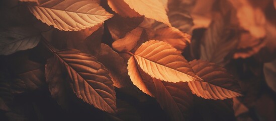 Beautiful autumn leaves on blurred background