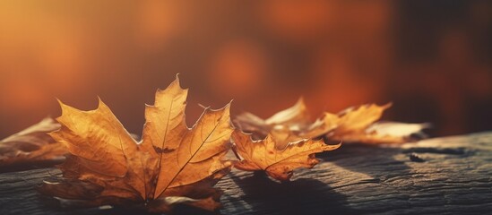 Beautiful autumn leaves on blurred background