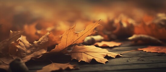 Beautiful autumn leaves on blurred background