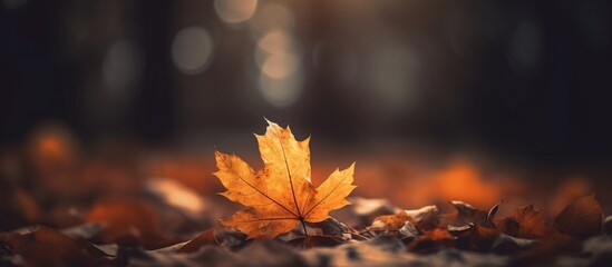 Beautiful autumn leaves on blurred background