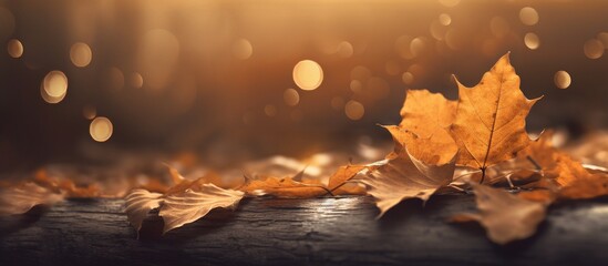 Beautiful autumn leaves on blurred background