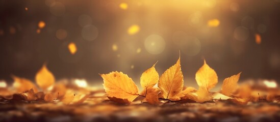 Beautiful autumn leaves on blurred background